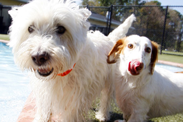 puppy fun at Barking Mad